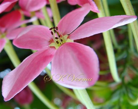  Stamens and Corolla